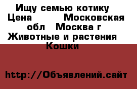 Ищу семью котику › Цена ­ 100 - Московская обл., Москва г. Животные и растения » Кошки   